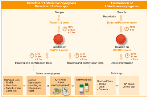 Rapidmicrobiology » New Confirmation Of Listeria Monocytogenes In 6 H ...