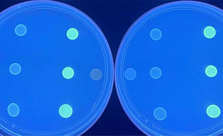 Addressing AMR: Molsid Announce Validation of ResiScreen® Staph