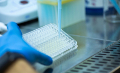 PCR Detection Mycoplasma in Cell Cultures