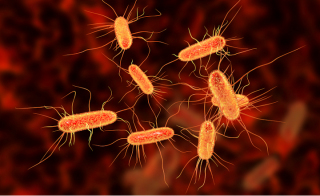 Flexible Rapid Accurate Testing for em E coli em and Coliforms