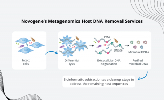 Learn About Novogene rsquo s Metagenomics Host DNA Removal Service