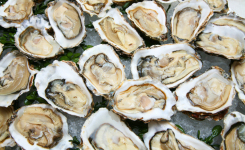 Detect Norovirus in Oysters