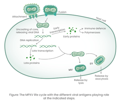 2434SinoBiologicalMPXVViralAntigens